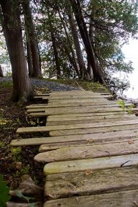 Rustic driftwood paths by the lake