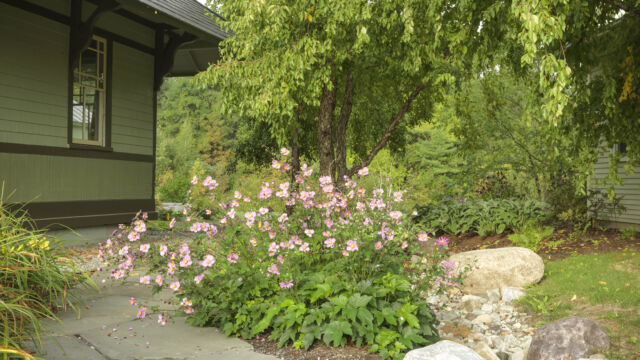 After: planted dry river bed