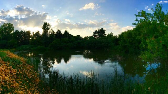 After: Clean pond with planted wildflower banks